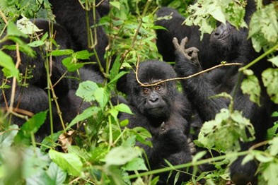 uganda-gorillas
